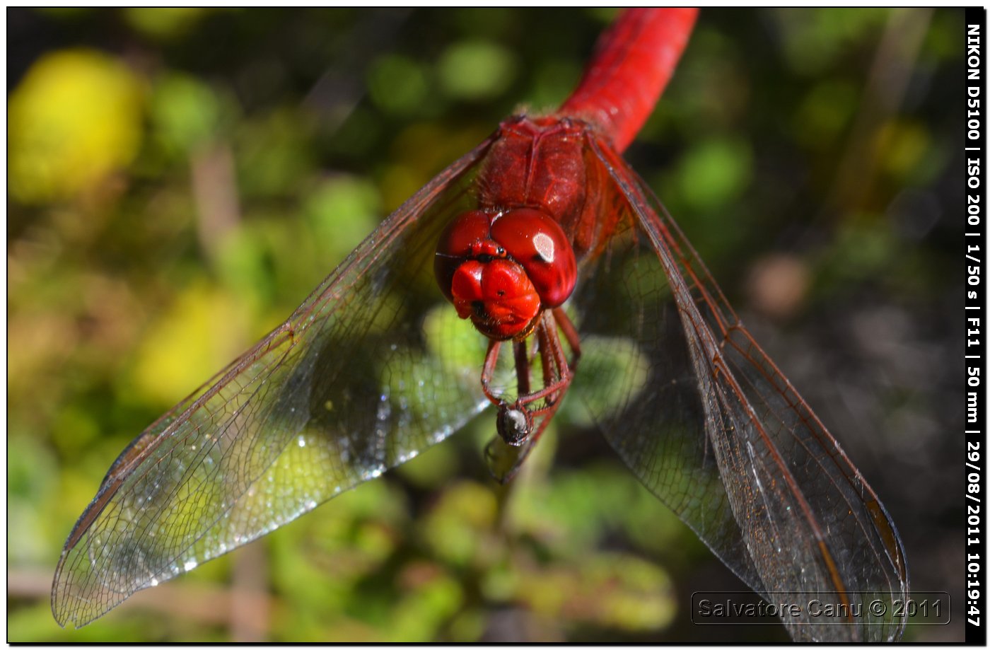 Crocothemis erythraea ♂, Primo piano e...